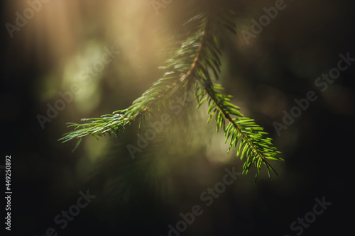 Spruce needles closeup. Blur background.