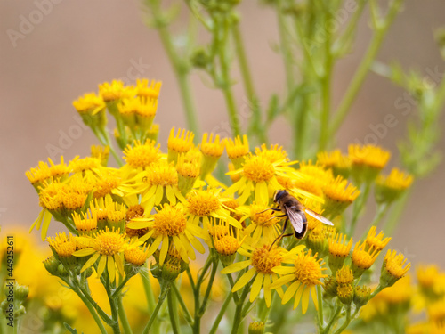 A solitary common Drone Fly (Estralis tenax) feeding on the flowers of a common ragwort (Jacobaea vulgaris) in the summer sunshine.