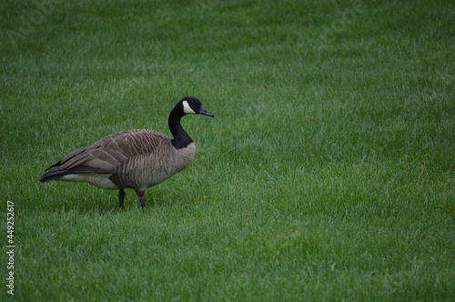 Goose on a plain background