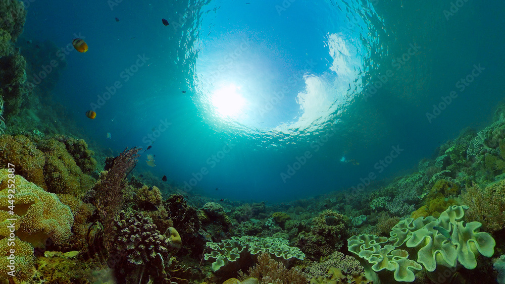 Naklejka premium Underwater fish reef marine. Tropical colourful underwater seascape. Philippines.