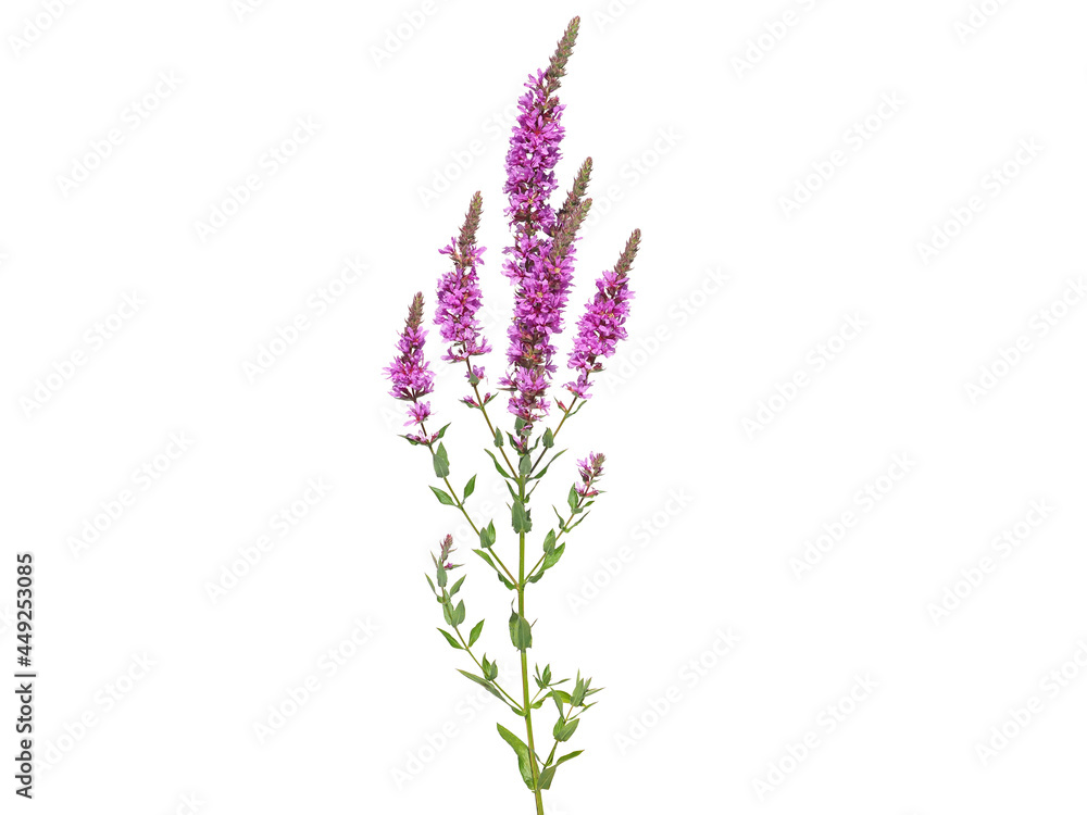 Fototapeta premium Purple loosestrife wild flower isolated on white, Lythrum salicaria
