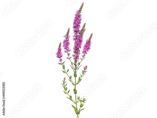 Purple loosestrife wild flower isolated on white  Lythrum salicaria