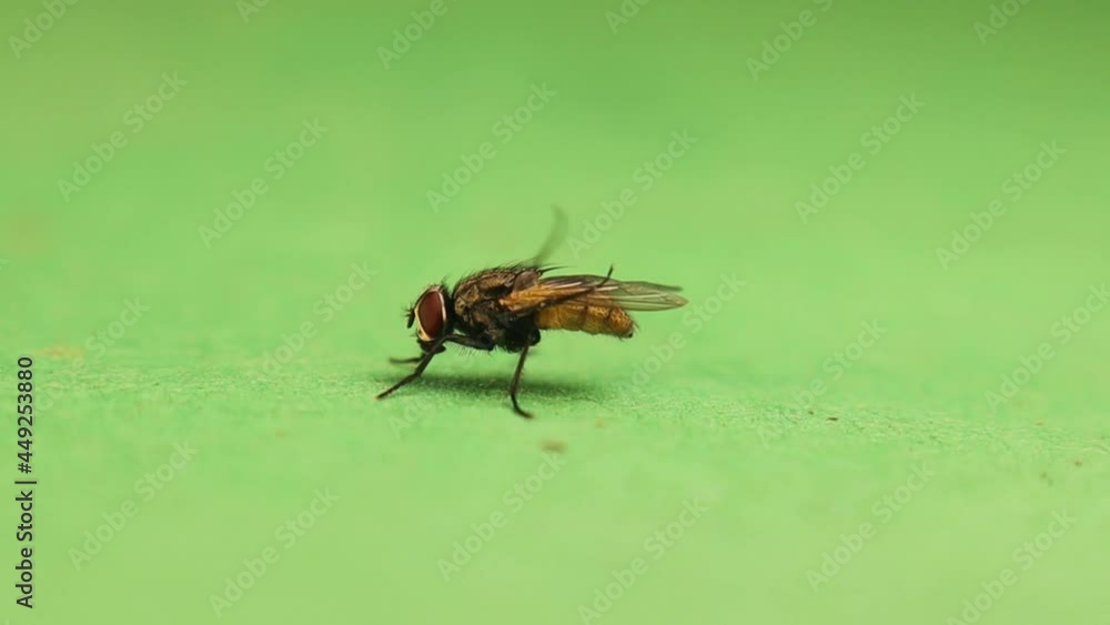Housefly cleaning itself on a green background
Closeup of a house fly isolated.
insects. insect. parasites, parasite, Musca domestica, Parasitology, entomology, bugs, bug.
wildlife, wild nature
