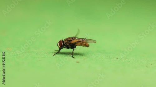 Housefly cleaning itself on a green background
Closeup of a house fly isolated.
insects. insect. parasites, parasite, Musca domestica, Parasitology, entomology, bugs, bug.
wildlife, wild nature photo