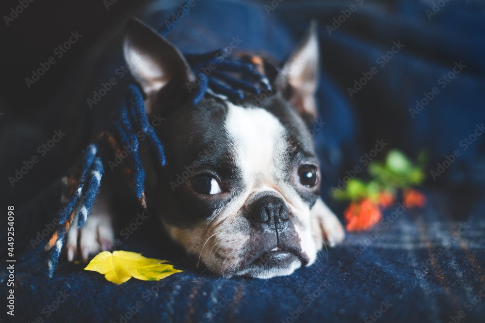 Autumn portrait of a sleepy Boston Terrier dog, wrapped at home in a warm cozy blanket. The concept of comfort and warmth. Fall relax