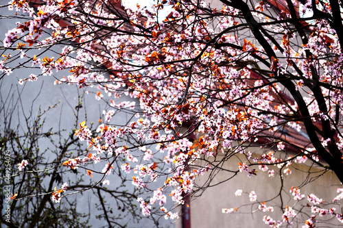 Cherry blossom in spring © Natalia
