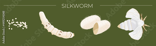 Silkworm. Life cycle: egg, caterpillar, cocoon, butterfly.
Vector illustration.