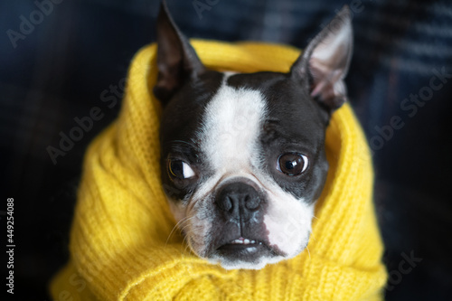 Autumn portrait of a Boston Terrier dog wrapped at home in a warm cozy yellow sweater. The concept of comfort and warmth. © leksann