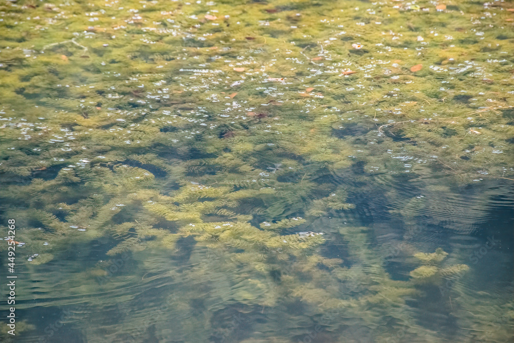 reflection in green dirty water reflection in green dirty water