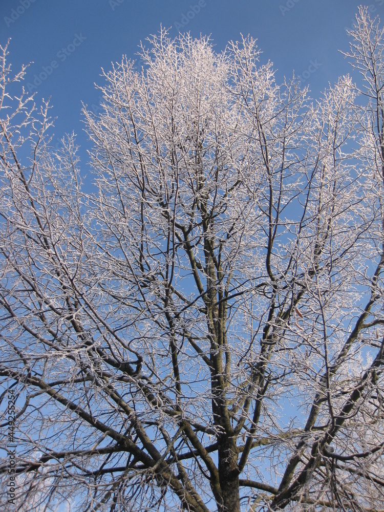 Verschneite Baumkrone vor blauem Himmel Verschneite Baumkrone vor blauem Himmel