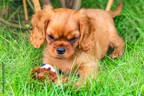 A dog cavalier king charles © Pascale Gueret