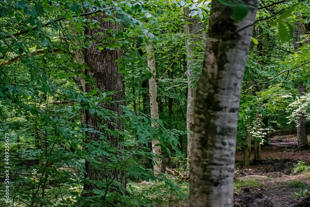 Fototapeta premium big trees in the woods