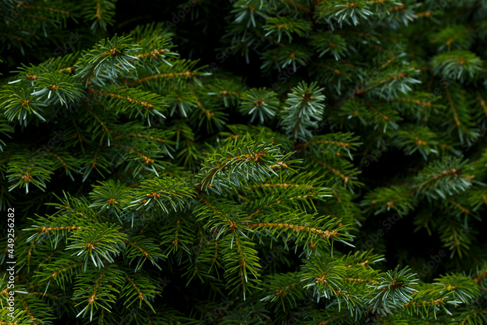 Fir tree branch close up Fir tree branch close up