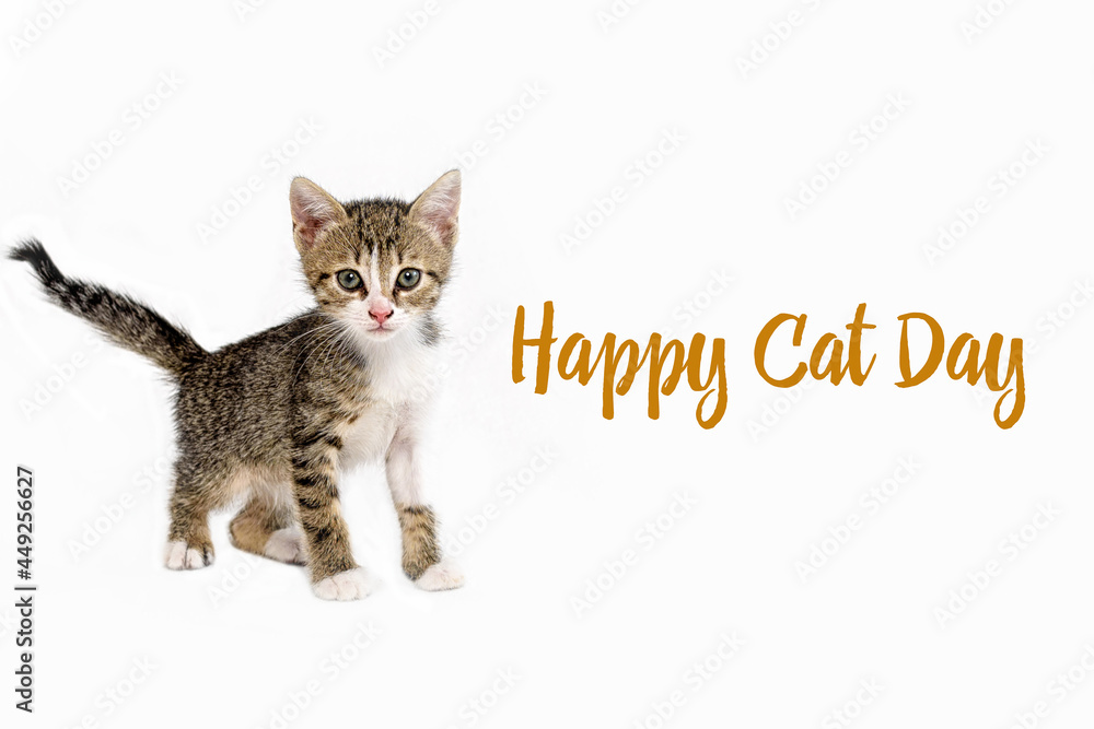 Small 1.5-month-old striped, walking towards. Inscription is the Day of cats. Small 1.5-month-old striped, walking towards. Inscription is the Day of cats.