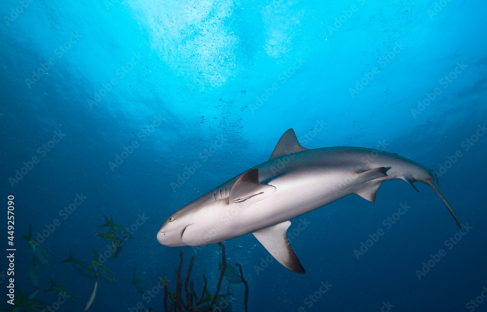 Big shark in blue sea water. Big shark in blue sea water.