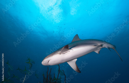 Big shark in blue sea water. © frantisek hojdysz