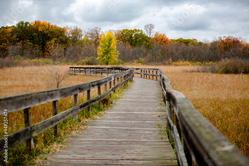 Fototapeta Naklejka Na Ścianę i Meble -  A wooden walking bridge cuts through tall grass in autumn with fall color changing trees in the background_02