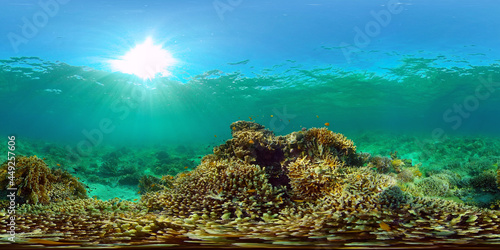 Fototapeta Naklejka Na Ścianę i Meble -  Underwater Colorful Tropical Fishes. wonderful and beautiful underwater colorful fishes and corals in the tropical reef. Philippines. 360 panorama VR