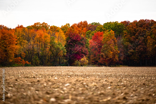 Beautiful autumn red, yellow and green fall colored trees at the edge of a harvest corn field_07