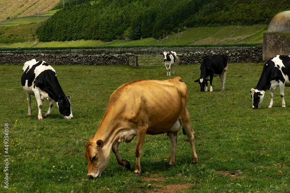 Milk farm in Terceira Island, Azores. A Jersey cow surrounded by Holstein cows Milk farm in Terceira Island, Azores. A Jersey cow surrounded by Holstein cows