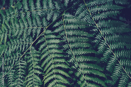 green fern branch as image background with copy space