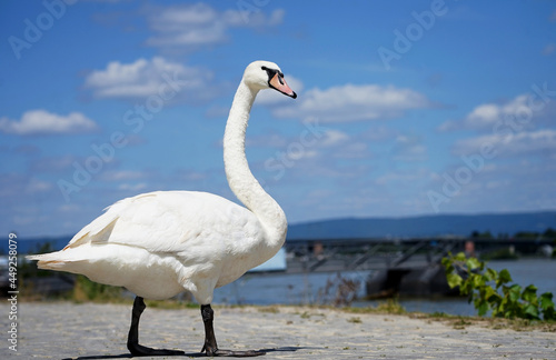 Close up of a white swan 