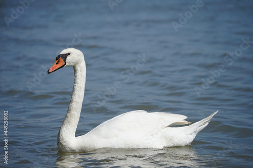 Close up of a white swan 