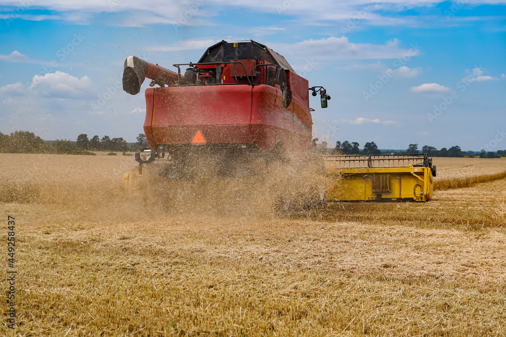 Fototapeta premium Combine harvester in action on wheat field. Process of gathering ripe crop from the fields. agricultural technic in field. Special technic in action. Heavy machinery