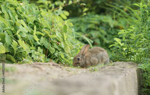 Close-up of a wild rabbit