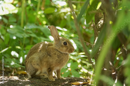 Close-up of a wild rabbit