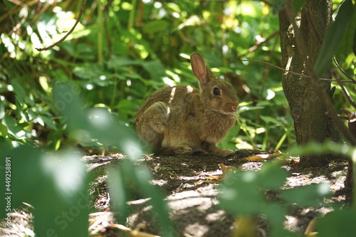 Close-up of a wild rabbit