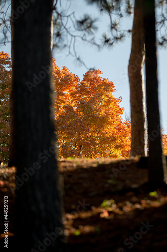 Looking up at vibrant yellow fall colored trees with striking autumn foliage_10