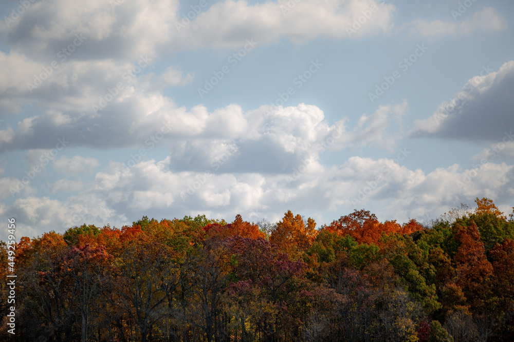 Beautiful autumn red, yellow and green fall colored trees at the edge of a harvest corn field_06