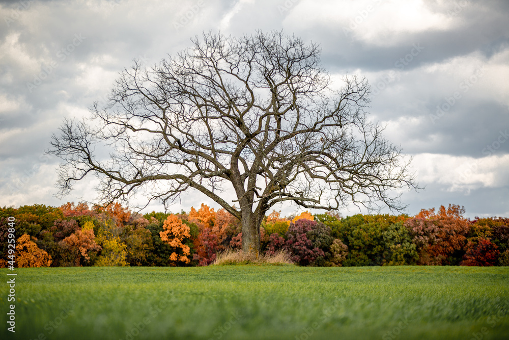 A single oak tree sitting in the middle of a green meadow in front of fall colored autumn trees with clouds_04