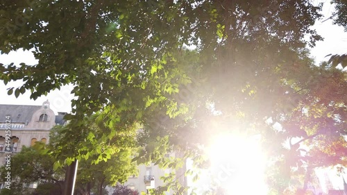 Sunshine trough leaves