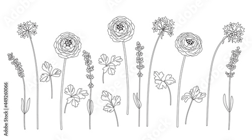 Fotografie, Obraz Monochrome Different Flowers on Stems Set