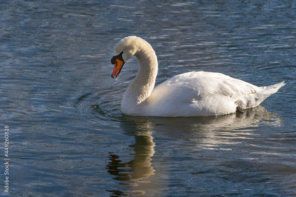 Fototapeta premium Schwan in der Wintersonne 