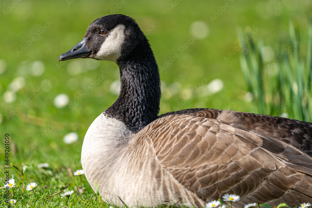 Obraz premium Eine Gans in der Sonne 