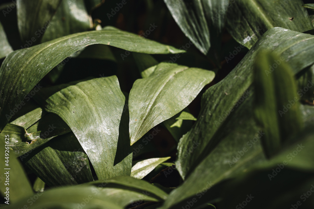 Full frame photo of green edible leaves or plant Full frame photo of green edible leaves or plant
