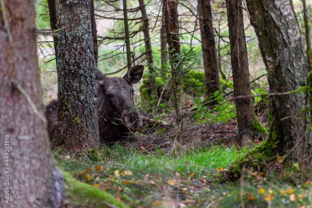 A baby moose in the Swedish woods A baby moose in the Swedish woods