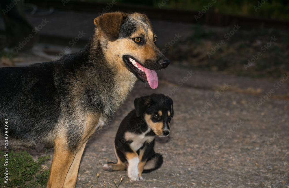 Female dog with her puppy.Stray dog, adoption- concept Female dog with her puppy.Stray dog, adoption- concept