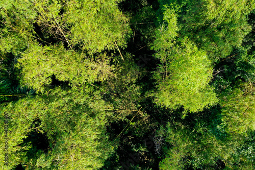 Aerial top view of a bamboo forest in Ecuador, showing the thick stems of adult bamboo plants