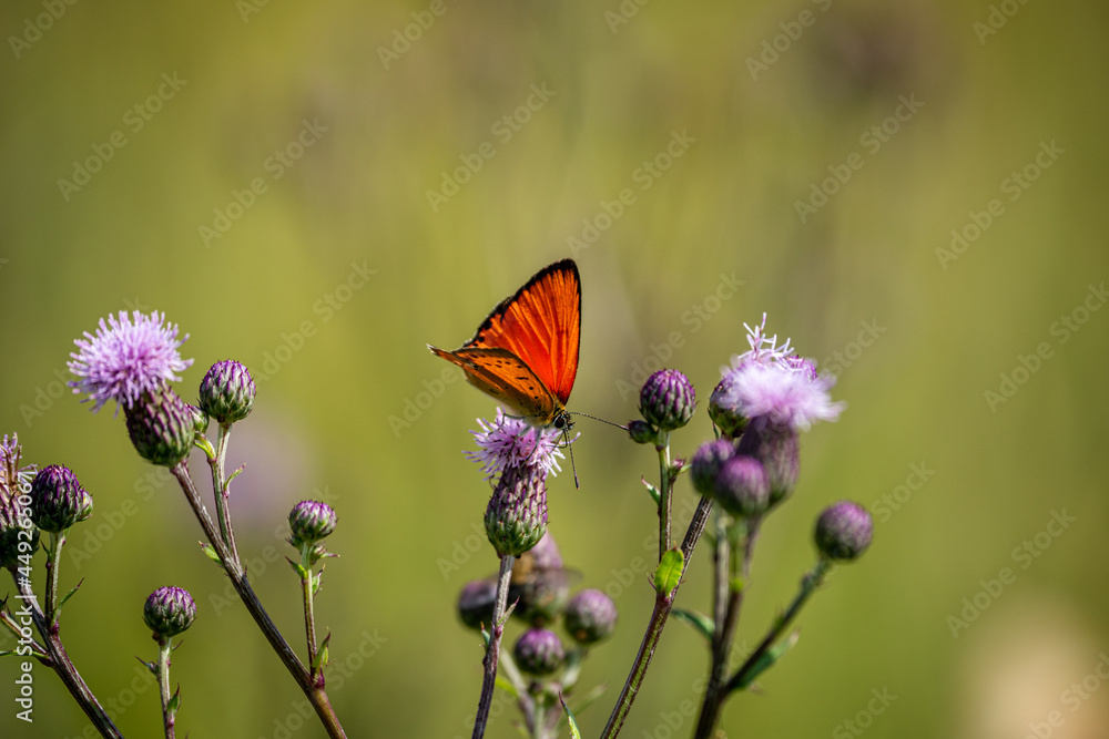 Scarce copper (Lycaena Virgaureae) butterfly collects nectar on a field flower on a summer day in a forest glade Scarce copper (Lycaena Virgaureae) butterfly collects nectar on a field flower on a summer day in a forest glade