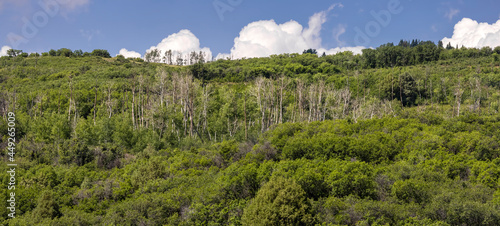 Panoramic view of Aspen trees on San Juan mountains near Ridgeway Colorado in summer time. photo