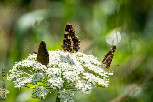 White Admiral (Limenitis camilla) sits on Yarrow plant (Achillea millefolium) on bright sunny day on a blurred background. A beautiful Insect with brown white wings. Close-up macro. Summer view photo