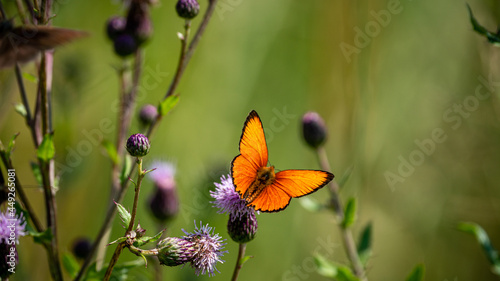 Canvas Print Scarce copper (Lycaena Virgaureae) butterfly collects nectar on a field flower o