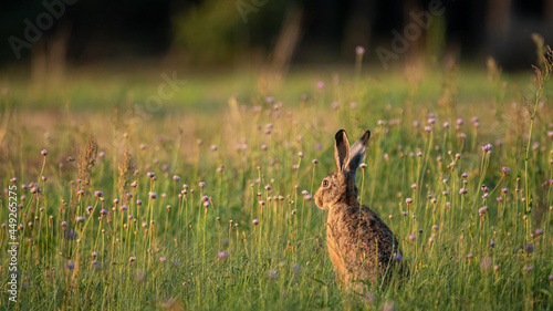 European Brown Hare (Lepus Europaeus) resting in a meadow. The hare is basking in the sun. Hare in summer farmland setting © Mateusz