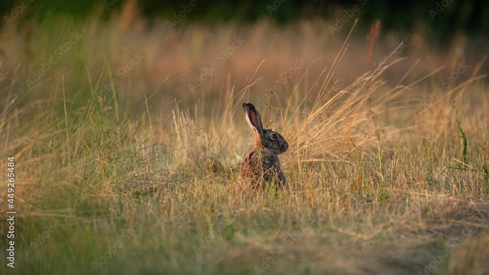 European Brown Hare (Lepus Europaeus) resting in a meadow. The hare is basking in the sun. Hare in summer farmland setting European Brown Hare (Lepus Europaeus) resting in a meadow. The hare is basking in the sun. Hare in summer farmland setting