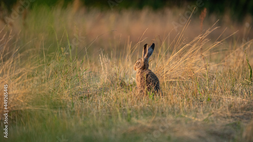 European Brown Hare (Lepus europaeus) is resting in a meadow. Sleeping Hare basking in the sun. A hare in the summer surroundings of farmland © Mateusz