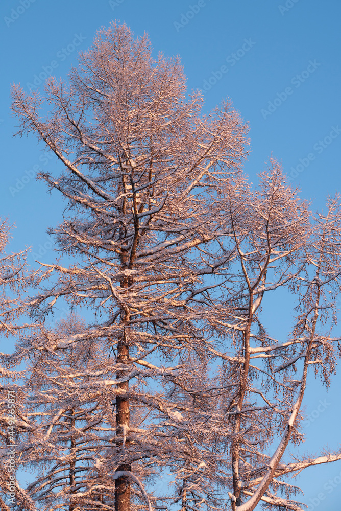 Winter forest, tall snowy larch trees covered with snow against blue sky. Winter forest, tall snowy larch trees covered with snow against blue sky.